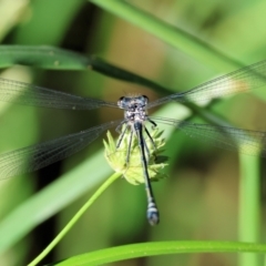 Austroargiolestes icteromelas at Wodonga - 18 Dec 2023