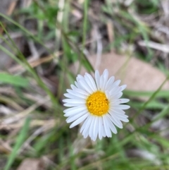 Erigeron karvinskianus (Seaside Daisy) at Mount Taylor - 18 Dec 2023 by Shazw