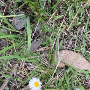 Erigeron karvinskianus at Mount Taylor - 18 Dec 2023