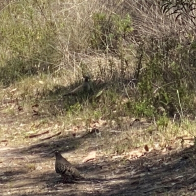 Phaps chalcoptera (Common Bronzewing) at Farrer Ridge - 18 Dec 2023 by Shazw