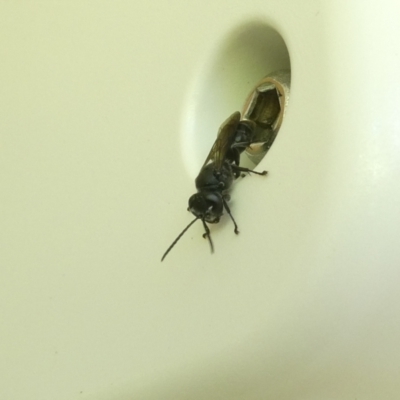 Crabroninae (subfamily) (Unidentified solitary wasp) at Emu Creek - 14 Dec 2023 by JohnGiacon