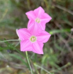 Convolvulus angustissimus subsp. angustissimus (Australian Bindweed) at Mount Taylor - 18 Dec 2023 by Shazw