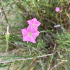 Convolvulus angustissimus subsp. angustissimus at Mount Taylor - 18 Dec 2023 01:50 PM