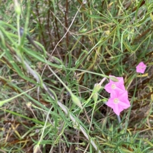 Convolvulus angustissimus subsp. angustissimus at Mount Taylor - 18 Dec 2023