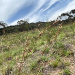 Cymbopogon refractus at Mount Taylor - 18 Dec 2023 02:19 PM