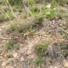 Cymbopogon refractus at Mount Taylor - 18 Dec 2023 02:19 PM