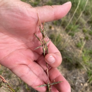 Cymbopogon refractus at Mount Taylor - 18 Dec 2023 02:19 PM