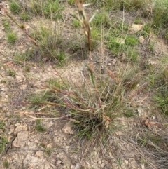 Cymbopogon refractus at Mount Taylor - 18 Dec 2023 02:19 PM