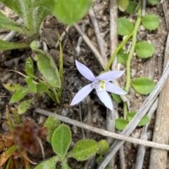 Isotoma fluviatilis subsp. australis (Swamp Isotome) at Tuggeranong, ACT - 18 Dec 2023 by Shazw