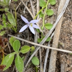 Isotoma fluviatilis subsp. australis at Mount Taylor - suppressed