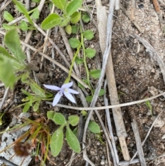 Isotoma fluviatilis subsp. australis at Mount Taylor - suppressed