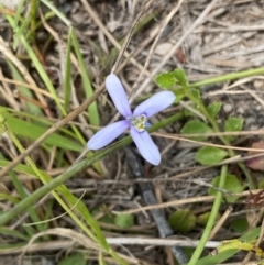 Isotoma fluviatilis subsp. australis at Mount Taylor - 18 Dec 2023