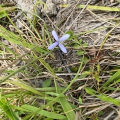 Isotoma fluviatilis subsp. australis at Mount Taylor - 18 Dec 2023