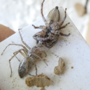 Oxyopes sp. (genus) at Flea Bog Flat to Emu Creek Corridor - 14 Dec 2023