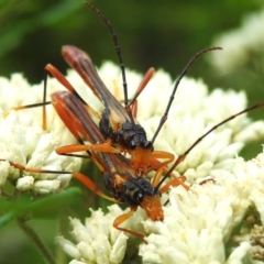 Macrones besti (Longhorn beetle) at Paddys River, ACT - 17 Dec 2023 by JohnBundock