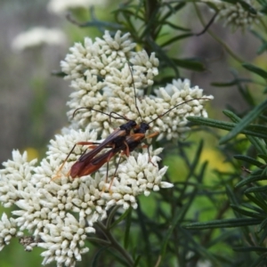 Macrones besti at Tidbinbilla Nature Reserve - 17 Dec 2023