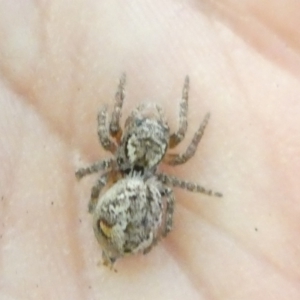 Servaea villosa at Flea Bog Flat to Emu Creek Corridor - 14 Dec 2023