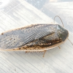 Calolampra sp. (genus) (Bark cockroach) at Flea Bog Flat to Emu Creek Corridor - 16 Dec 2023 by JohnGiacon