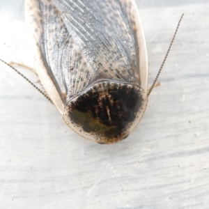 Calolampra sp. (genus) at Flea Bog Flat to Emu Creek Corridor - 16 Dec 2023 12:20 PM