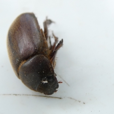 Unidentified Beetle (Coleoptera) at Flea Bog Flat to Emu Creek Corridor - 16 Dec 2023 by JohnGiacon