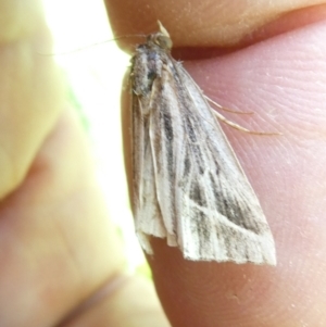 Lophotoma diagrapha at Emu Creek - 17 Dec 2023