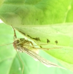 Lophotoma diagrapha at Emu Creek - 17 Dec 2023