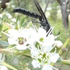 Austroscolia soror (Blue Flower Wasp) at Belconnen, ACT - 17 Dec 2023 by JohnGiacon