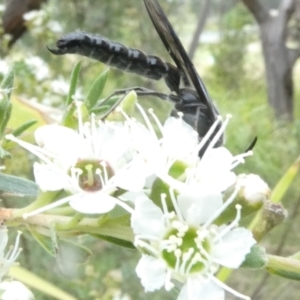 Austroscolia soror at Flea Bog Flat to Emu Creek Corridor - 18 Dec 2023 06:56 AM