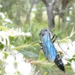 Austroscolia soror at Flea Bog Flat to Emu Creek Corridor - 18 Dec 2023