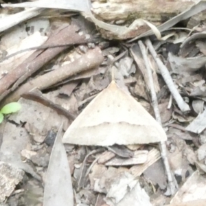 Epidesmia hypenaria at Emu Creek - 18 Dec 2023