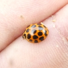 Harmonia conformis (Common Spotted Ladybird) at Flea Bog Flat to Emu Creek Corridor - 18 Dec 2023 by JohnGiacon