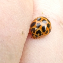 Harmonia conformis at Emu Creek - 18 Dec 2023 07:04 AM