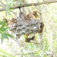 Polistes (Polistella) humilis (Common Paper Wasp) at Emu Creek - 17 Dec 2023 by JohnGiacon