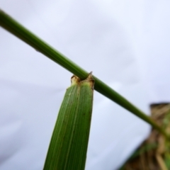 Lolium arundinaceum at Emu Creek Belconnen (ECB) - 18 Dec 2023