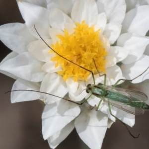 Chironomidae (family) at Blue Devil Grassland, Umbagong Park (BDG) - 18 Dec 2023