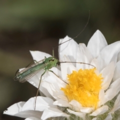 Chironomidae (family) at Blue Devil Grassland, Umbagong Park (BDG) - 18 Dec 2023