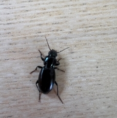 Unidentified Carab beetle (Carabidae) at Cape Otway, VIC - 18 Dec 2023 by ajlandford