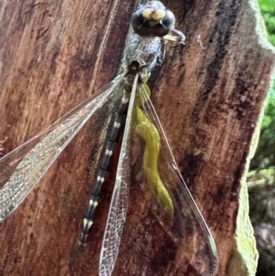 Unidentified Dragonfly (Anisoptera) at Beech Forest, VIC - 18 Dec 2023 by ajlandford