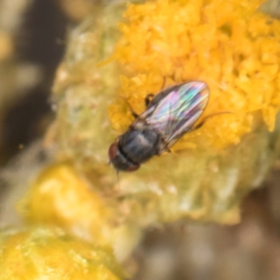 Muscidae (family) (Unidentified muscid fly) at Latham, ACT - 18 Dec 2023 by kasiaaus