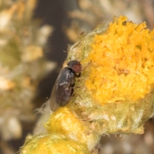 Muscidae (family) at Blue Devil Grassland, Umbagong Park (BDG) - 18 Dec 2023