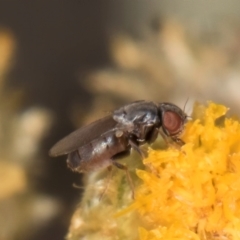 Muscidae (family) at Blue Devil Grassland, Umbagong Park (BDG) - 18 Dec 2023