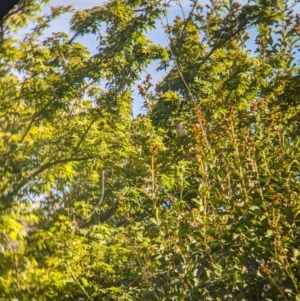 Zosterops lateralis at Albury - suppressed