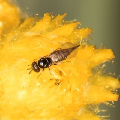 Chalcidoidea (superfamily) (A gall wasp or Chalcid wasp) at Blue Devil Grassland, Umbagong Park (BDG) - 17 Dec 2023 by kasiaaus