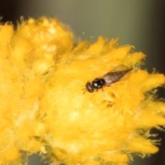 Chalcidoidea (superfamily) at Latham, ACT - 18 Dec 2023