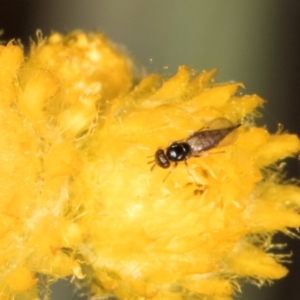 Chalcidoidea (superfamily) at Latham, ACT - 18 Dec 2023