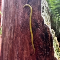 Fletchamia sugdeni (Canary Worm) at Beech Forest, VIC - 18 Dec 2023 by ajlandford