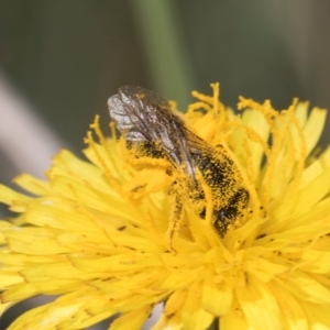 Apiformes (informal group) at Blue Devil Grassland, Umbagong Park (BDG) - 18 Dec 2023