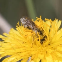 Apiformes (informal group) (Unidentified bee) at Blue Devil Grassland, Umbagong Park (BDG) - 17 Dec 2023 by kasiaaus