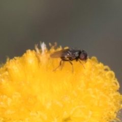 Unidentified Hover fly (Syrphidae) at Blue Devil Grassland, Umbagong Park (BDG) - 17 Dec 2023 by kasiaaus