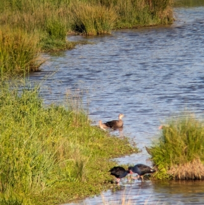 Gallinago hardwickii (Latham's Snipe) at Thurgoona, NSW - 16 Dec 2023 by Darcy